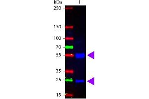 Western Blot of Fluorescein Conjugated Rabbit anti-Swine IgG antibody. (Rabbit anti-Pig IgG (Heavy & Light Chain) Antibody (FITC) - Preadsorbed)