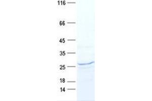 Western Blotting (WB) image for Mitochondrial Ribosomal Protein S23 (MRPS23) protein (DYKDDDDK Tag) (ABIN5505723)
