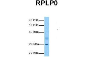 Host:  Rabbit  Target Name:  RPLP0  Sample Tissue:  Human Hela  Antibody Dilution:  1. (RPLP0 antibody  (Middle Region))