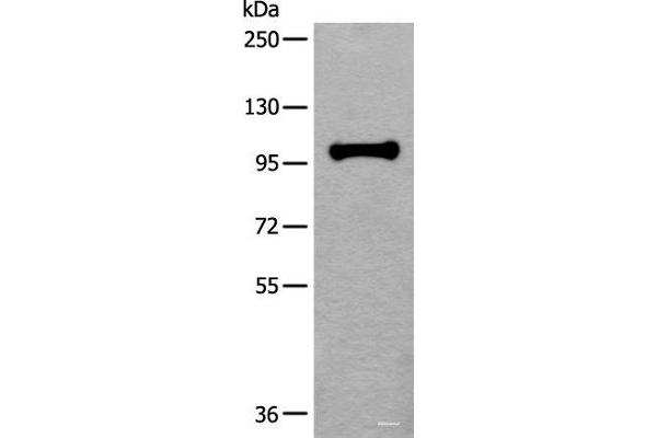 HELLS antibody