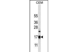 MRPS12 Antibody (Center K43) (ABIN656569 and ABIN2845829) western blot analysis in CEM cell line lysates (35 μg/lane). (MRPS12 antibody  (AA 28-59))