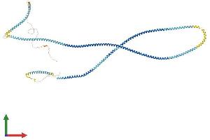 AlphaFold protein structure predicition of Mouse Recombinant Hmmr Protein, UniprotID Q00547 (HMMR Protein (AA 1-794) (His tag))