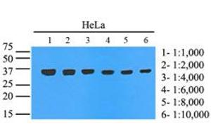 Western Blotting (WB) image for anti-Glyceraldehyde-3-Phosphate Dehydrogenase (GAPDH) (AA 1-335), (N-Term) antibody (ABIN492381)