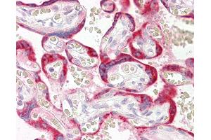 Anti-CYTB / MT-CYB antibody IHC of human placenta. (Cytochrome b antibody  (N-Term))