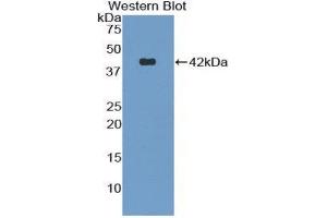 Western Blotting (WB) image for anti-Natriuretic Peptide Type C (NPPC) (AA 18-104) antibody (ABIN1858432) (NPPC antibody  (AA 18-104))
