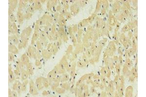 Immunohistochemistry of paraffin-embedded human heart using ABIN7161735 in 30 μg/mL dilute concentrations. (NPPB antibody)