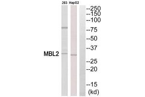 Western Blotting (WB) image for anti-Mannose-Binding Lectin (Protein C) 2, Soluble (MBL2) (Internal Region) antibody (ABIN1851522) (MBL2 antibody  (Internal Region))