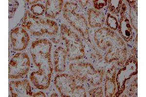 IHC image of ABIN7127353 diluted at 1:100 and staining in paraffin-embedded human kidney tissue performed on a Leica BondTM system. (Recombinant ATP5A1 antibody)