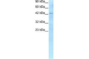 Human HepG2; WB Suggested Anti-RBPSUH Antibody Titration: 0.