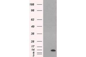 Western Blotting (WB) image for anti-Inhibitor of DNA Binding 3, Dominant Negative Helix-Loop-Helix Protein (ID3) antibody (ABIN1498783)