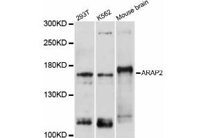 Western blot analysis of extracts of various cell lines, using ARAP2 antibody (ABIN5997254) at 1/1000 dilution. (ARAP2 antibody)