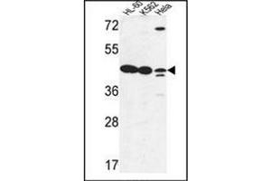 Western blot analysis of LFNG Antibody (Center) in HL-60, K562, Hela cell line lysates (35ug/lane).
