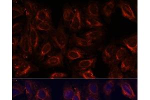 Immunofluorescence analysis of U-2 OS cells using SCGB3A2 Polyclonal Antibody at dilution of 1:100. (SCGB3A2 antibody)
