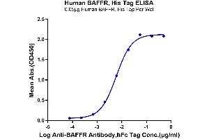 ELISA image for Tumor Necrosis Factor Receptor Superfamily, Member 13C (TNFRSF13C) (AA 7-71) protein (His tag) (ABIN7273910)