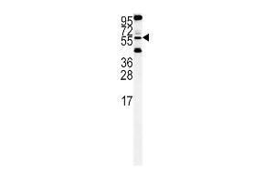 HtrA1- (ABIN388128 and ABIN2846342) western blot analysis in Hela cell line lysates (35 μg/lane). (HTRA1 antibody  (C-Term))