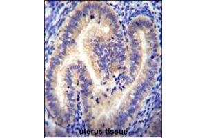 CCDC54 Antibody (Center) (ABIN655421 and ABIN2844960) immunohistochemistry analysis in formalin fixed and paraffin embedded human uterus tissue followed by peroxidase conjugation of the secondary antibody and DAB staining. (CCDC54 antibody  (AA 91-119))