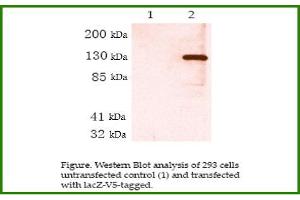 Image no. 1 for anti-V5 Epitope Tag antibody (ABIN790755) (V5 Epitope Tag antibody)