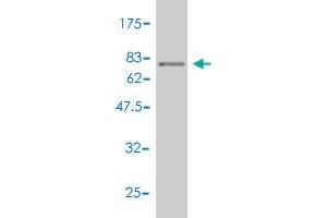 Western Blot detection against Immunogen (73. (BMP7 antibody  (AA 1-431))