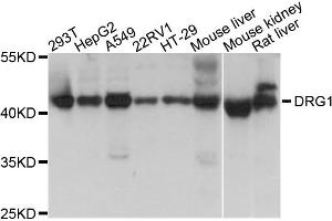 Western blot analysis of extracts of various cell lines, using DRG1 antibody (ABIN1872364) at 1:1000 dilution. (DRG1 antibody)