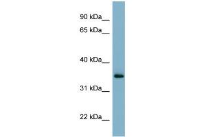 WB Suggested Anti-GEM Antibody Titration:  0.