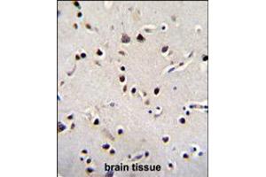 LRRC46 Antibody immunohistochemistry analysis in formalin fixed and paraffin embedded human brain tissue followed by peroxidase conjugation of the secondary antibody and DAB staining. (LRRC46 antibody  (N-Term))