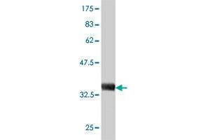 beta-2 Microglobulin antibody  (AA 1-119)