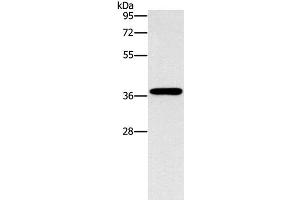 Western Blot analysis of HepG2 cell using MARC1 Polyclonal Antibody at dilution of 1:1400 (MOSC1 antibody)