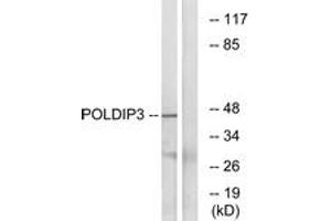 Western Blotting (WB) image for anti-Polymerase (DNA-Directed), delta Interacting Protein 3 (POLDIP3) (AA 348-397) antibody (ABIN2890513) (POLDIP3 antibody  (AA 348-397))