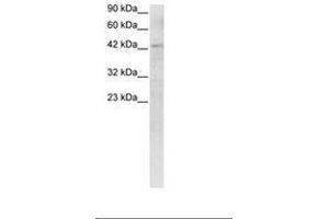 Image no. 3 for anti-Recombination Signal Binding Protein For Immunoglobulin kappa J Region (RBPJ) (C-Term) antibody (ABIN6735782) (RBPJ antibody  (C-Term))