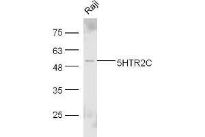 Raji cell lysates probed with Rabbit Anti-5HTR2C Polyclonal Antibody, Unconjugated  at 1:500 for 90 min at 37˚C. (HTR2C antibody  (AA 311-410))