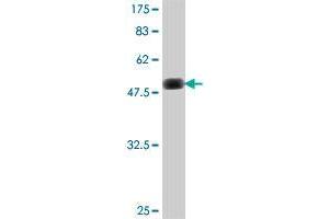 Western Blot detection against Immunogen (50. (CXCL16 antibody  (AA 49-273))