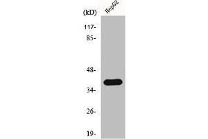 Western Blot analysis of COLO205 cells using hnRNP C1/C2 Polyclonal Antibody (HNRNPC antibody  (C-Term))