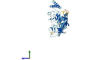 AlphaFold protein structure predicition of Human Recombinant RBCK1 Protein, UniprotID Q9BYM8