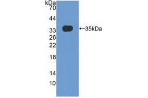 Detection of Recombinant MXRA5, Human using Polyclonal Antibody to Matrix Remodelling Associated Protein 5 (MXRA5) (Matrix Remodelling Associated Protein 5 (AA 2542-2828) antibody)