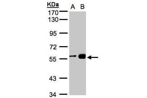 RCC2 antibody