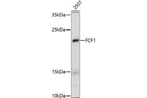 Western blot analysis of extracts of 293T cells, using FCF1 antibody (ABIN7267162) at 1:1000 dilution. (FCF1 antibody)