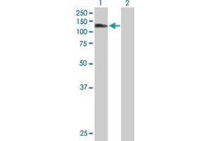 Western Blot analysis of BCAR1 expression in transfected 293T cell line by BCAR1 MaxPab polyclonal antibody. (BCAR1 antibody  (AA 1-870))