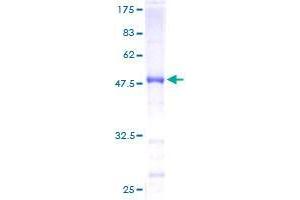 RAB35 Protein (AA 1-201) (GST tag)