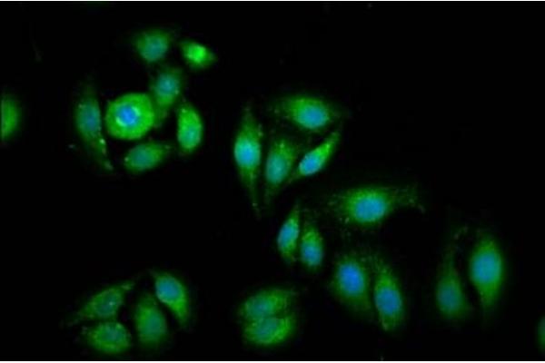 EIF1 antibody  (AA 2-113)