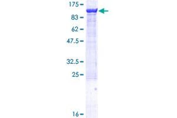 ZW10 Protein (AA 1-779) (GST tag)