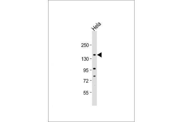 NRIP1 antibody  (AA 586-613)