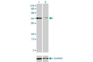 Western blot analysis of PBX2 over-expressed 293 cell line, cotransfected with PBX2 Validated Chimera RNAi (Lane 2) or non-transfected control (Lane 1).
