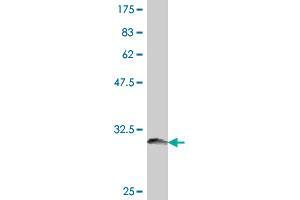 Western Blot detection against Immunogen (32. (Serotonin Receptor 2B antibody  (AA 1-56))