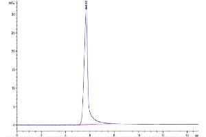 The purity of Mouse Leptin is greater than 95 % as determined by SEC-HPLC. (Leptin Protein (LEP) (AA 22-167) (Fc Tag))