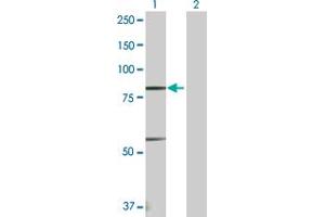 Western Blot analysis of PRDM1 expression in transfected 293T cell line by PRDM1 MaxPab polyclonal antibody. (PRDM1 antibody  (AA 1-789))