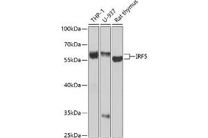 Western blot analysis of extracts of various cell lines, using IRF5 antibody (ABIN3021553, ABIN3021554, ABIN3021555 and ABIN6215235) at 1:1000 dilution. (IRF5 antibody  (AA 1-200))