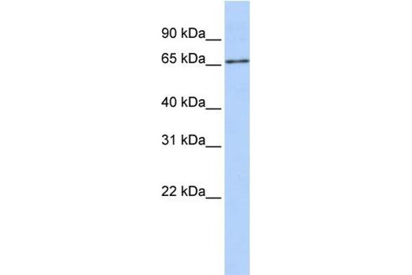 SLC27A6 antibody  (Middle Region)