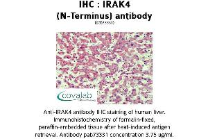 Image no. 2 for anti-Interleukin-1 Receptor-Associated Kinase 4 (IRAK4) (N-Term) antibody (ABIN1736005) (IRAK4 antibody  (N-Term))
