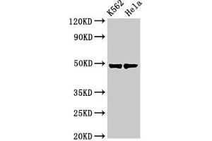 Western Blotting (WB) image for anti-Keratin 18 (KRT18) (AA 102-396) antibody (ABIN7157392)