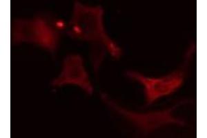 ABIN6275581 staining RAW264. (SLC9A6 antibody  (C-Term))